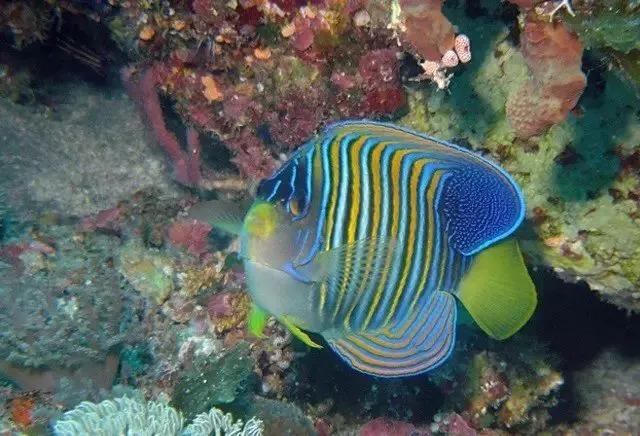 海洋生物圖片,海洋生物圖片及名稱大全-友友