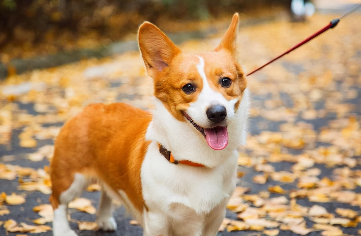 純種柯基犬價格多少錢一隻柯基犬