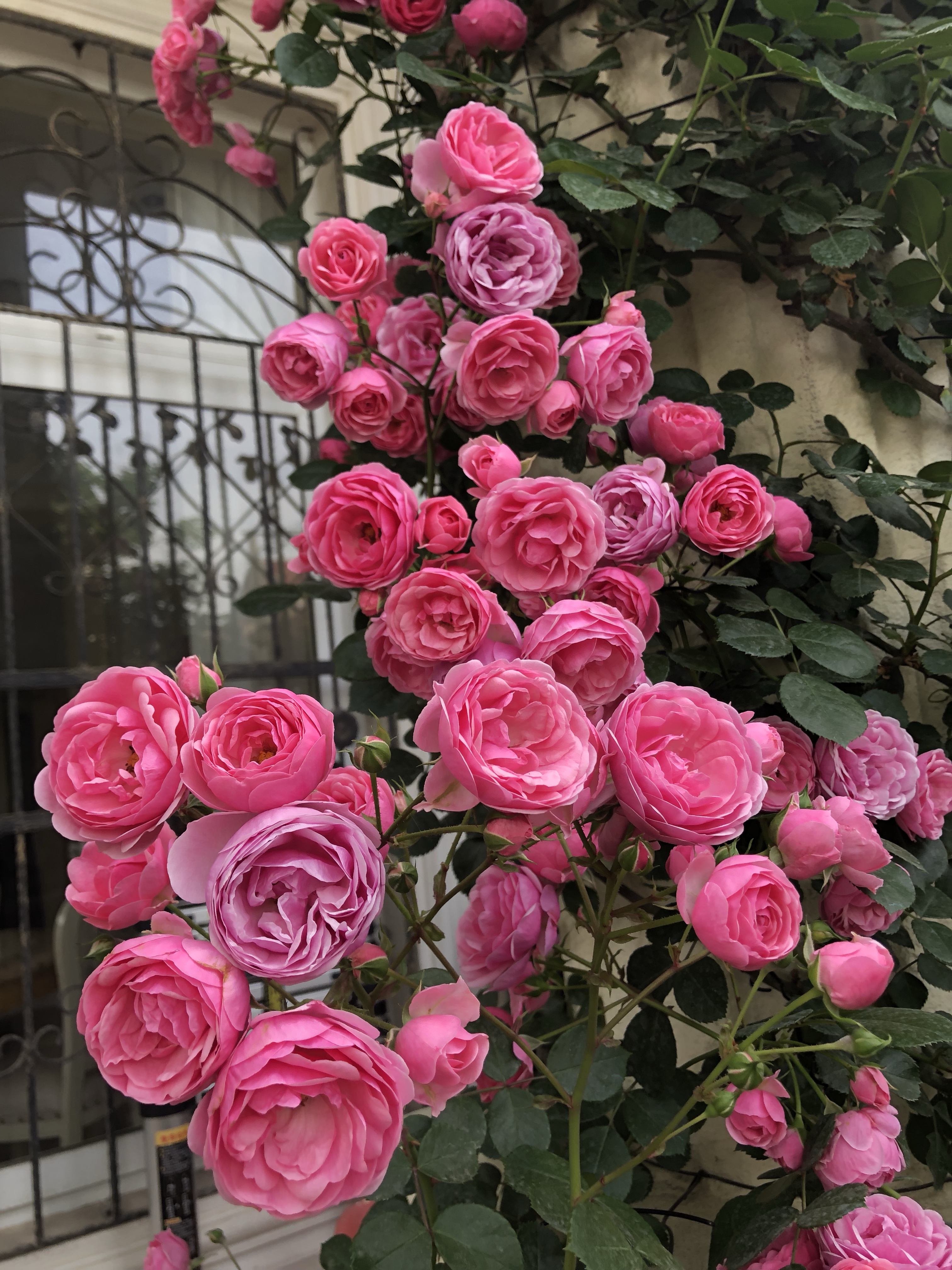 爬藤月季粉色达芬奇(这6种小型藤本月季阳台也可以养)