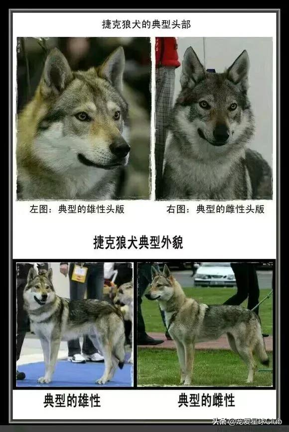 百科 | 捷克狼犬:我是真的狗