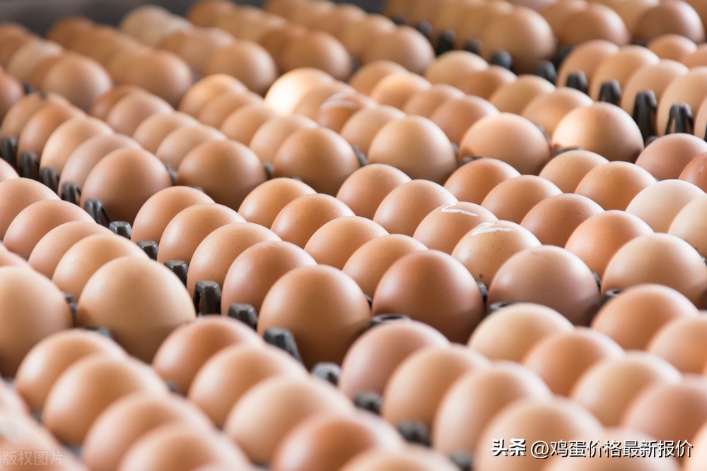 中国蛋禽网今日鸡蛋价格表，蛋禽网今日鸡蛋价格行情