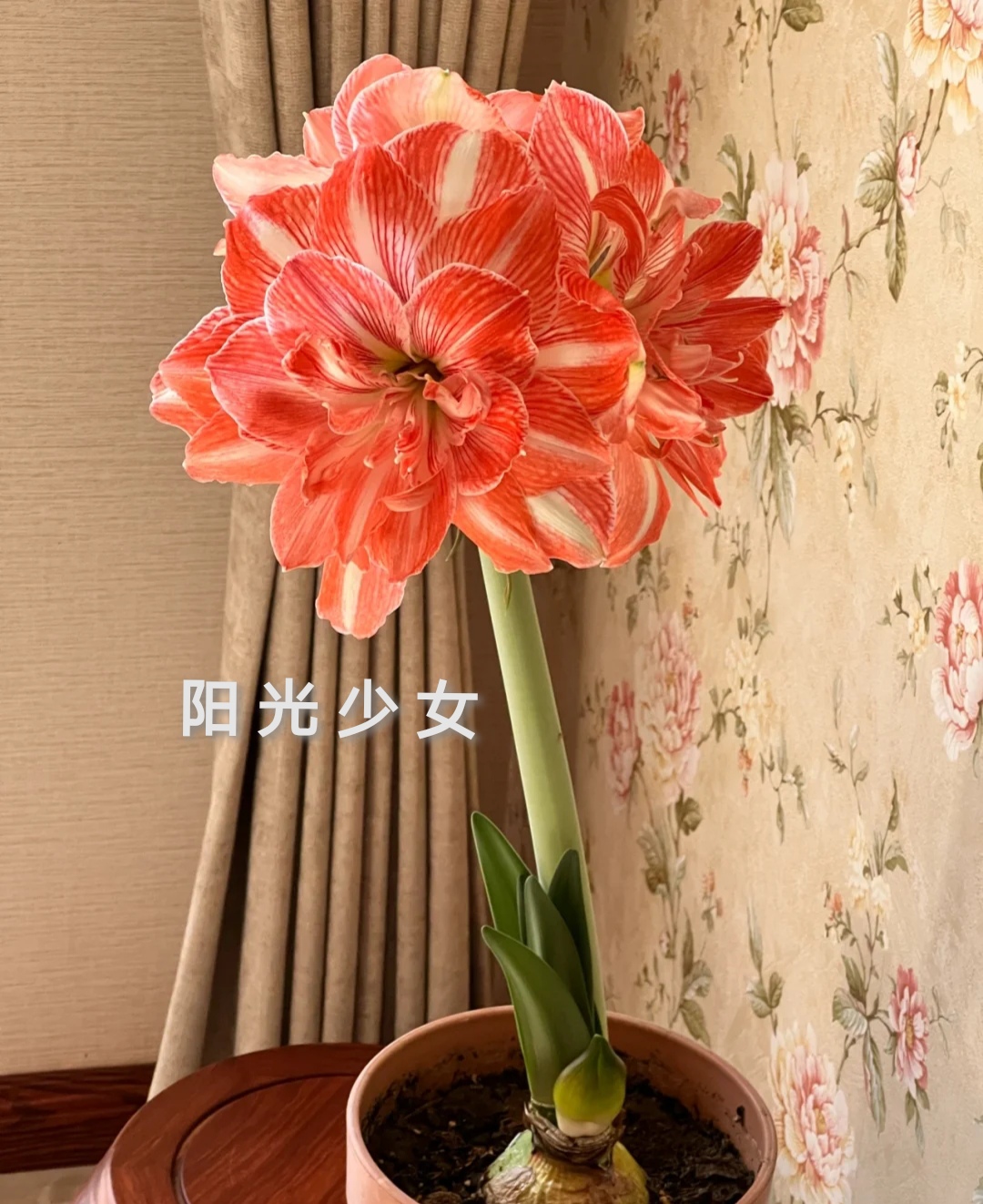 26码睡衣穿多大(最受欢迎的20种朱顶红,个个花大色艳,开花不断)