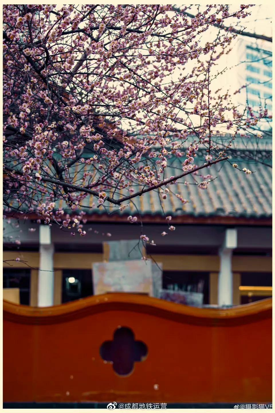 #成都生活# 青羊宫的红梅怒放，带着浓重的年味，扑面而来！（摄影：@摄影猫V5 ） ​​​