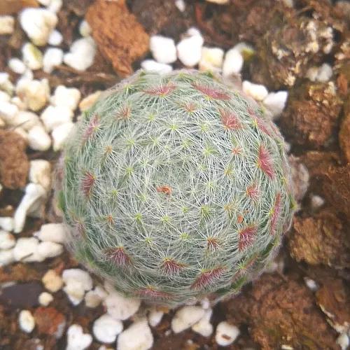 多肉品种大全图片名字(100种罕见多肉图鉴详细介绍)