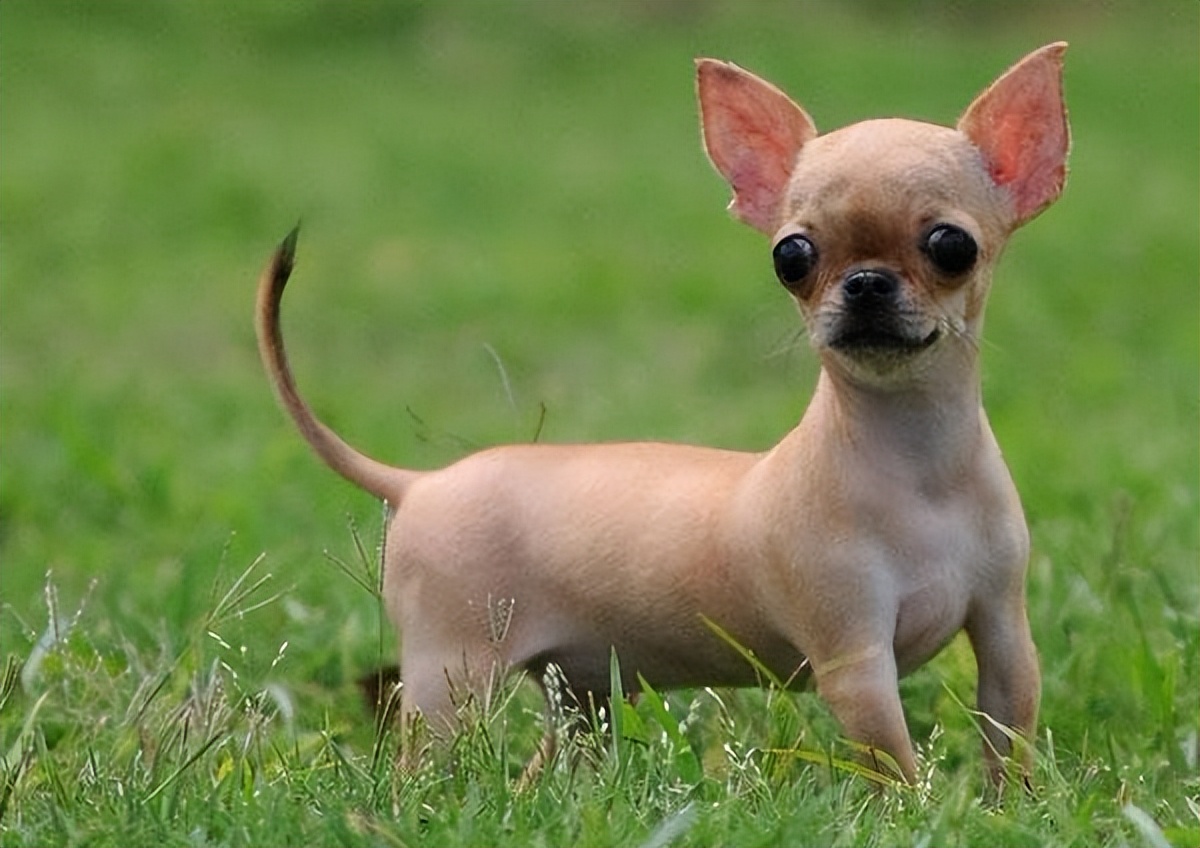 适合家养的小型犬 十大首选宠物犬-文化号