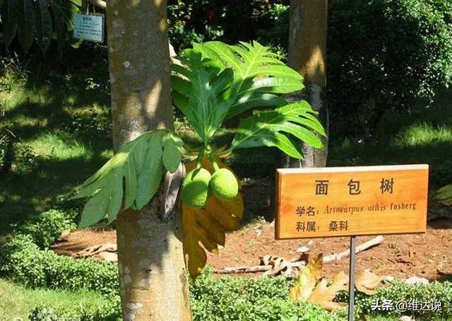 山脊赛车god(诺福克岛：曾是英国流放罪犯的岛屿，今却称“地球上最好的地方”)