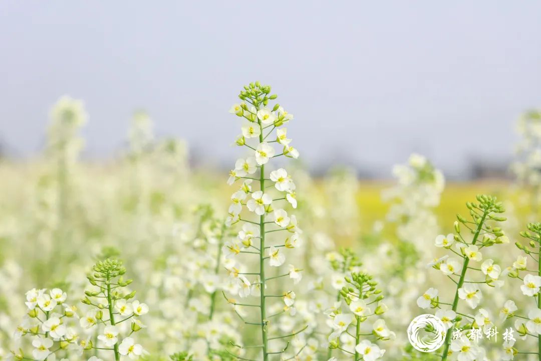 成都科技特派员｜李浩杰与油菜花