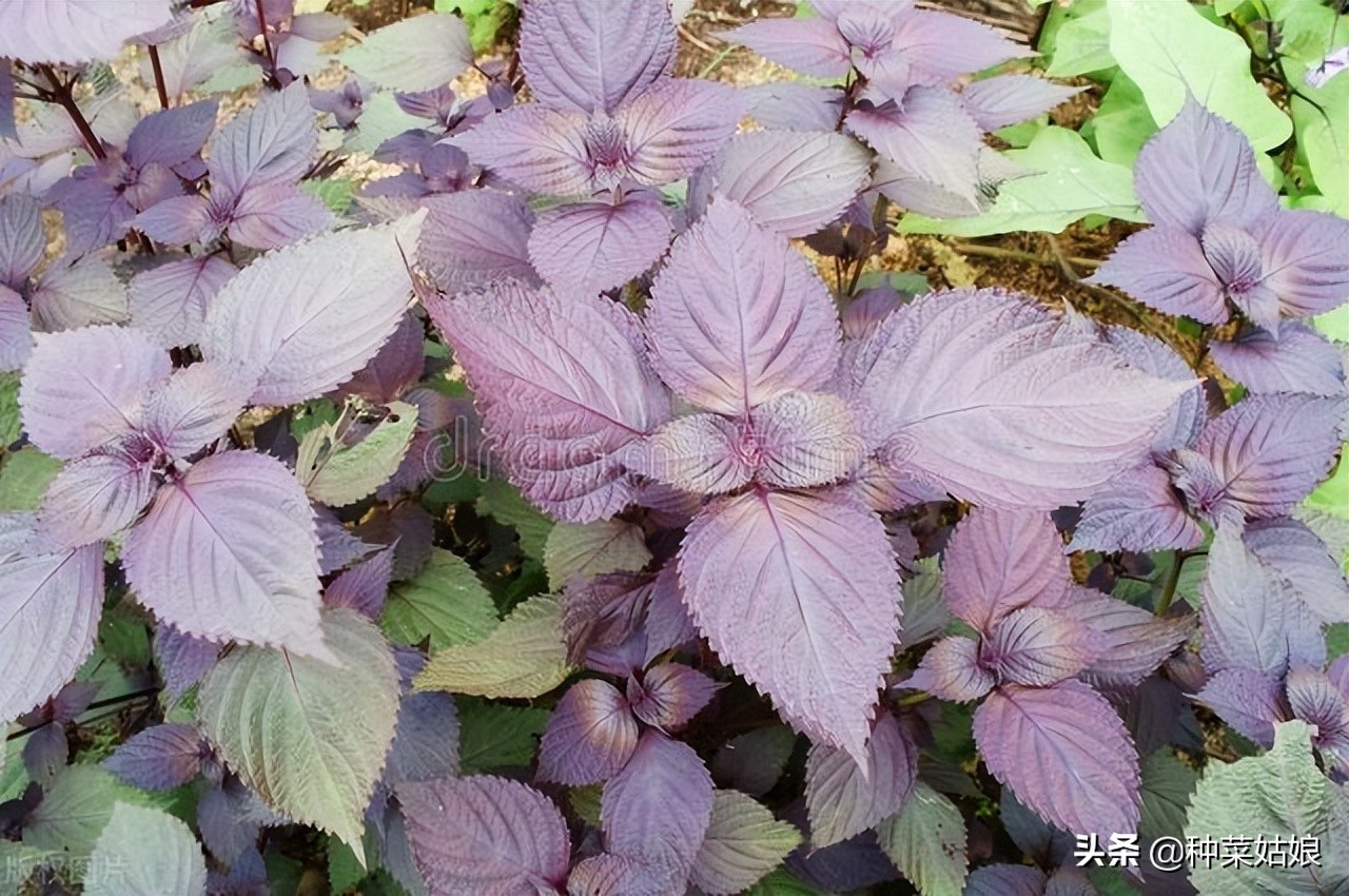 紫苏种植时间和方法（盆栽紫苏种植时间和方法）-第4张图片-昕阳网