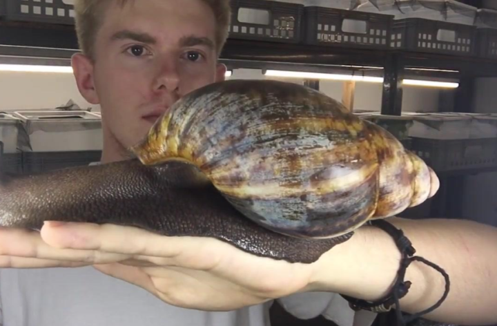 非洲大蜗牛在中国泛滥,面对非洲人的超级美味,我国吃货不敢吃