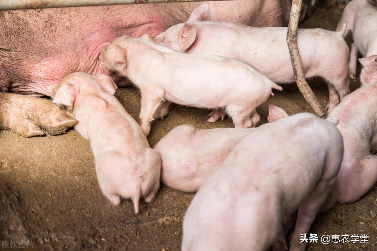 养殖户必看！2023下半年生猪的价格预测和行情分析