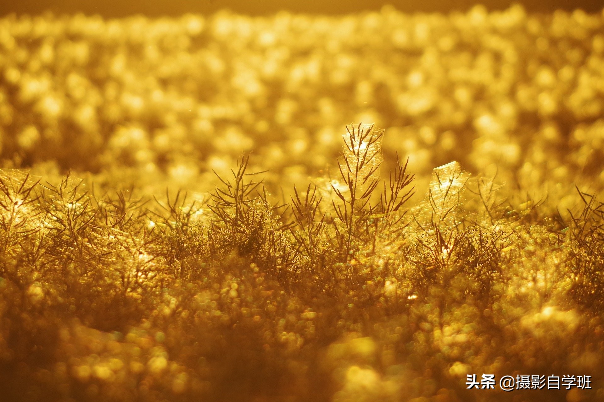 大自然的小細(xì)節(jié)，總會給你驚喜，用這8個攝影技巧拍下它們吧