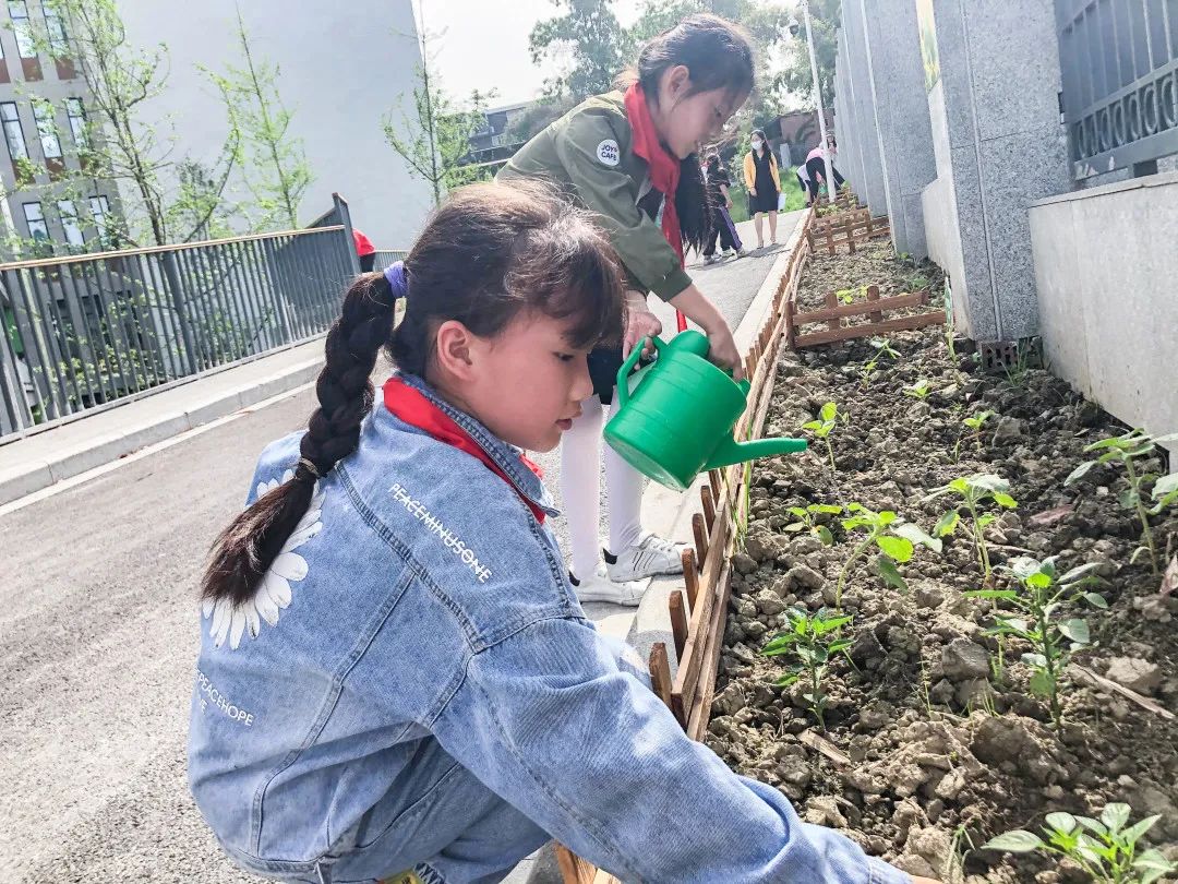「责任教育 劳动课程」成都市双流区黄甲小学开发特色劳动种植课程