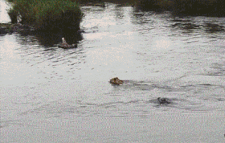 人类没发展出攻击性器官？其实有四大攻击手段，只是我们浑然不知