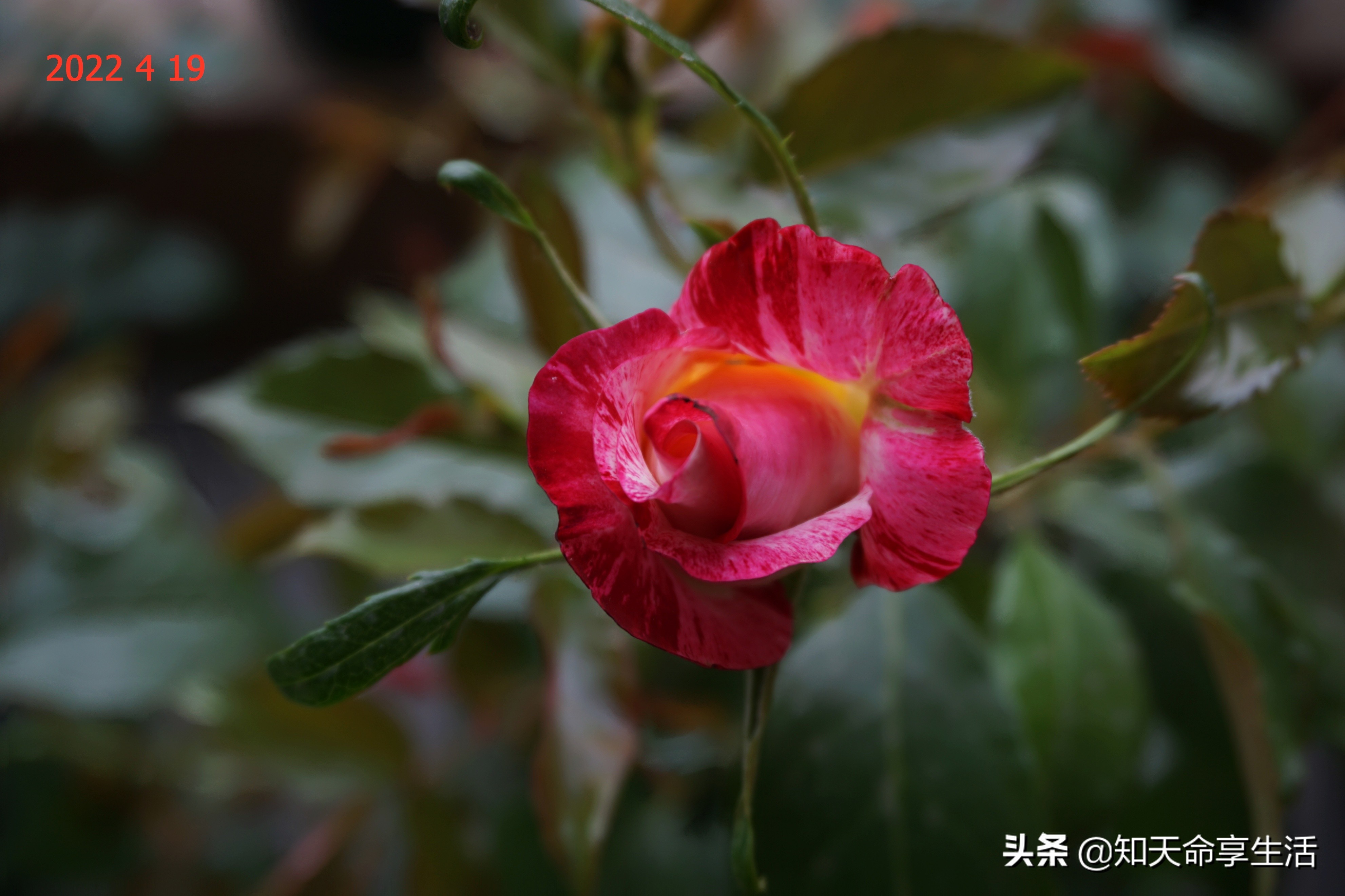 陽台花事 月季卡米耶 畢沙羅 Camille Pissarro 篇 天天看點