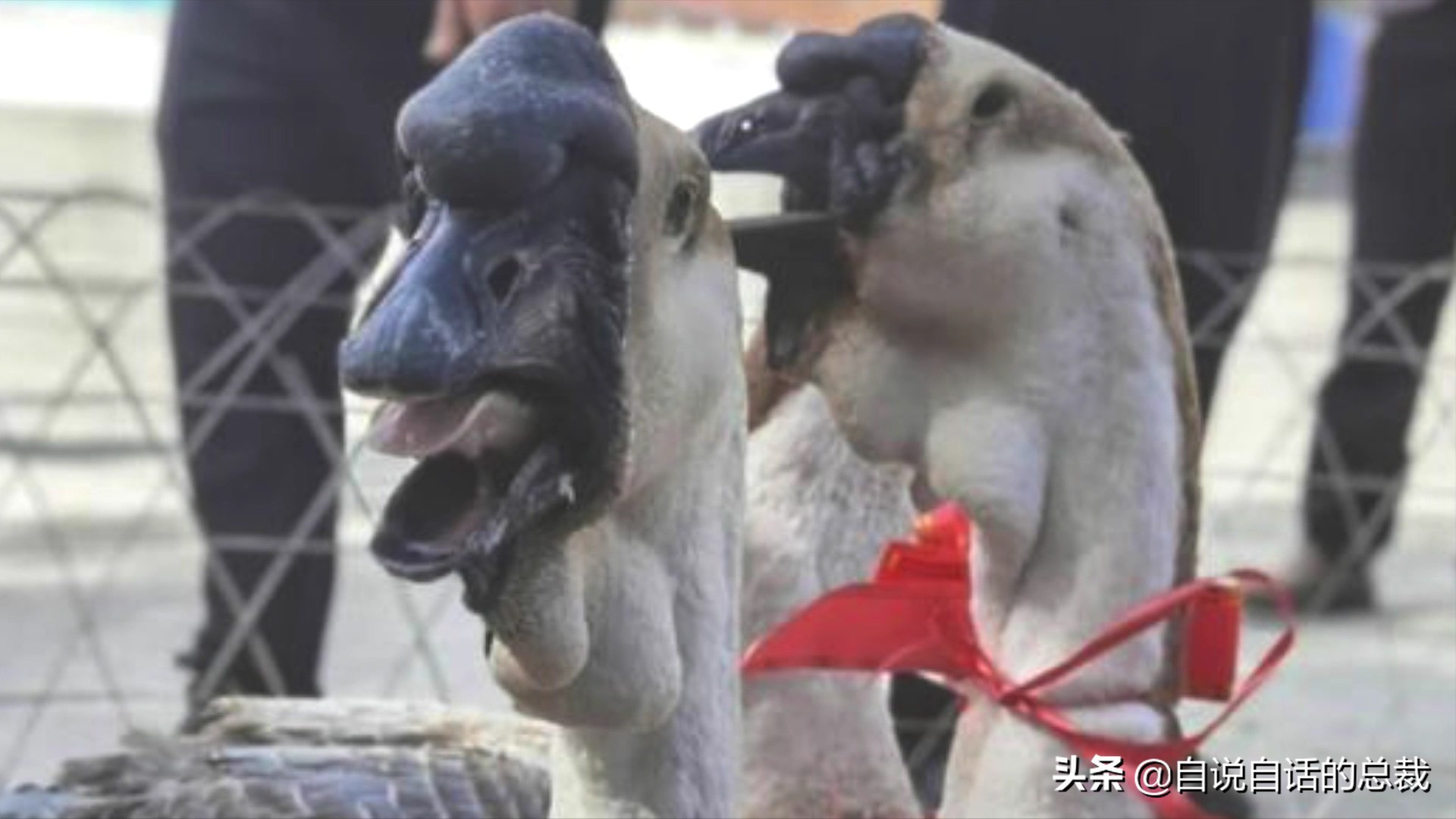 为什么动物都怕鹅？有鹅的地方没有蛇？大鹅的真实面貌超出你想象