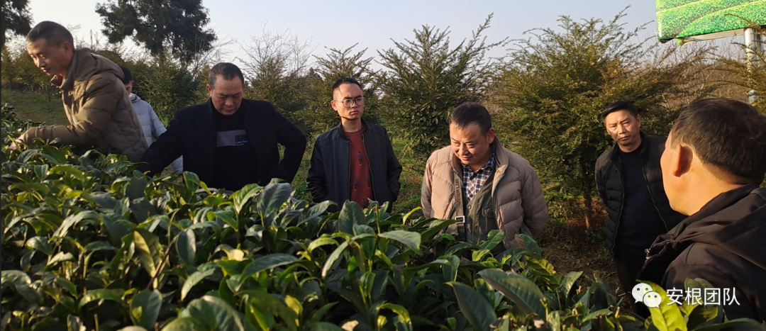 种植合作社对茶农绿色生产行为的影响