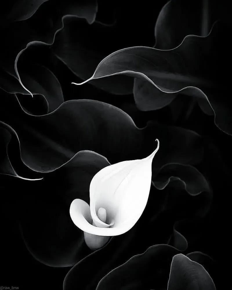 黑白很丧很绝望的图片(忧郁的黑白,伤感的诗篇)