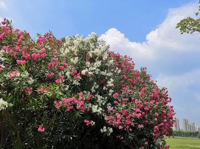 11ͷţĪ��������������׼�����ȫ�������Ϊ�ι�԰�������ֲ��