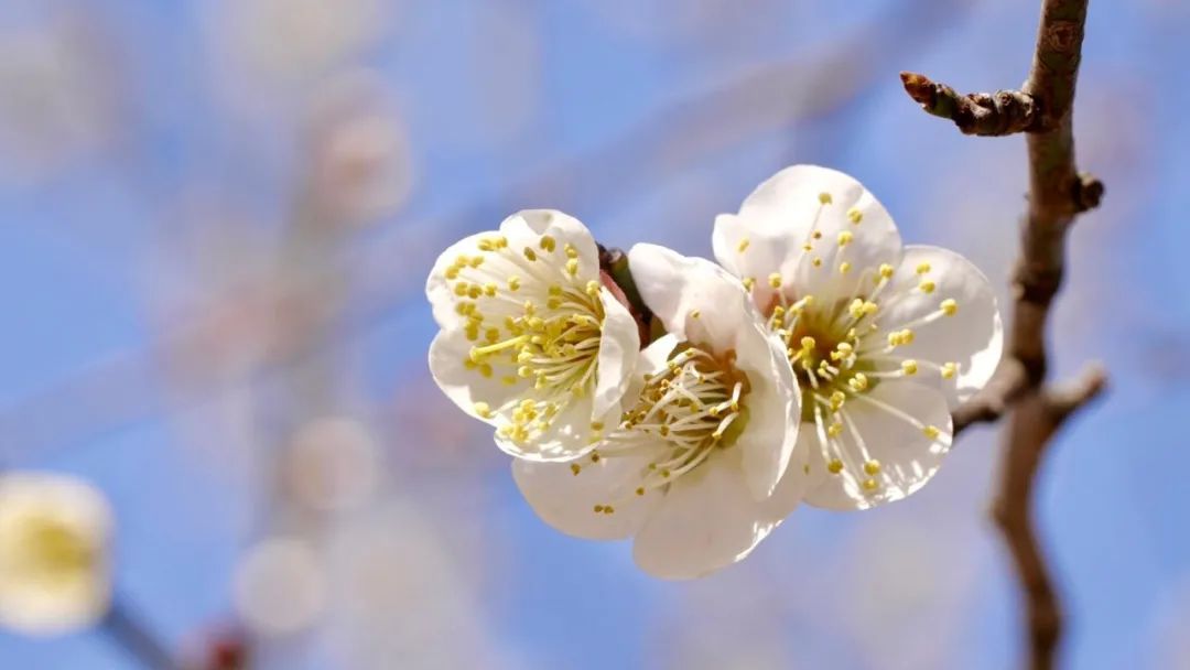 看完这篇文章，终于可以说一句：你好，南京的春天
