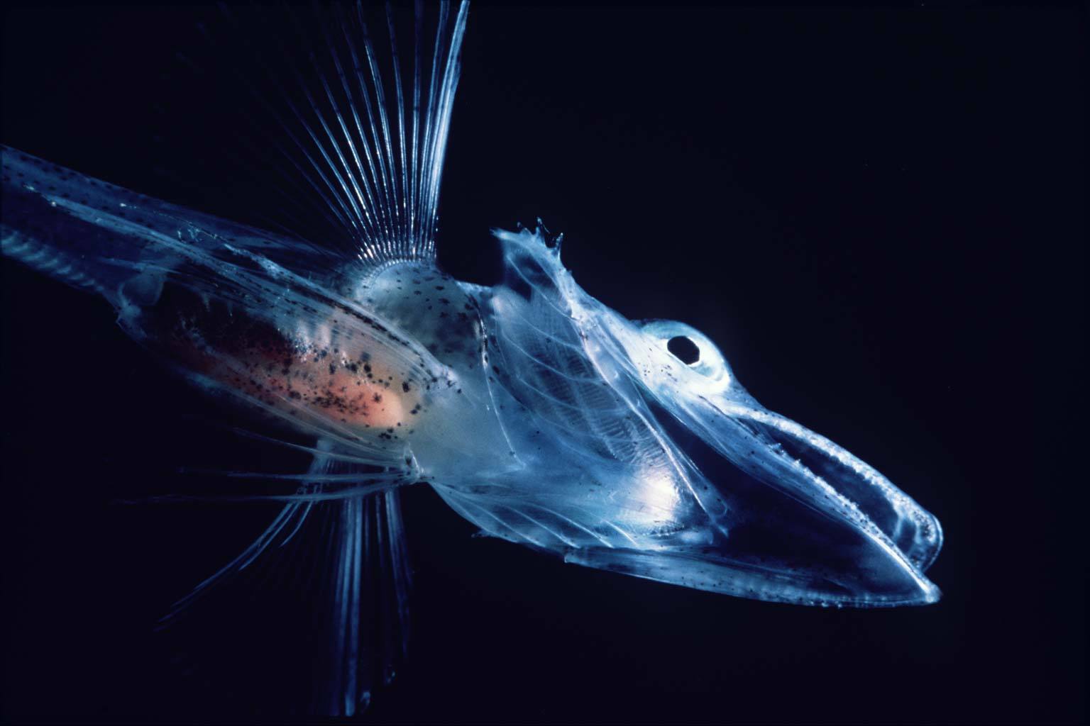 南极发现一种“新鱼类”，有冰鱼之称，气温超过5度就可能死亡