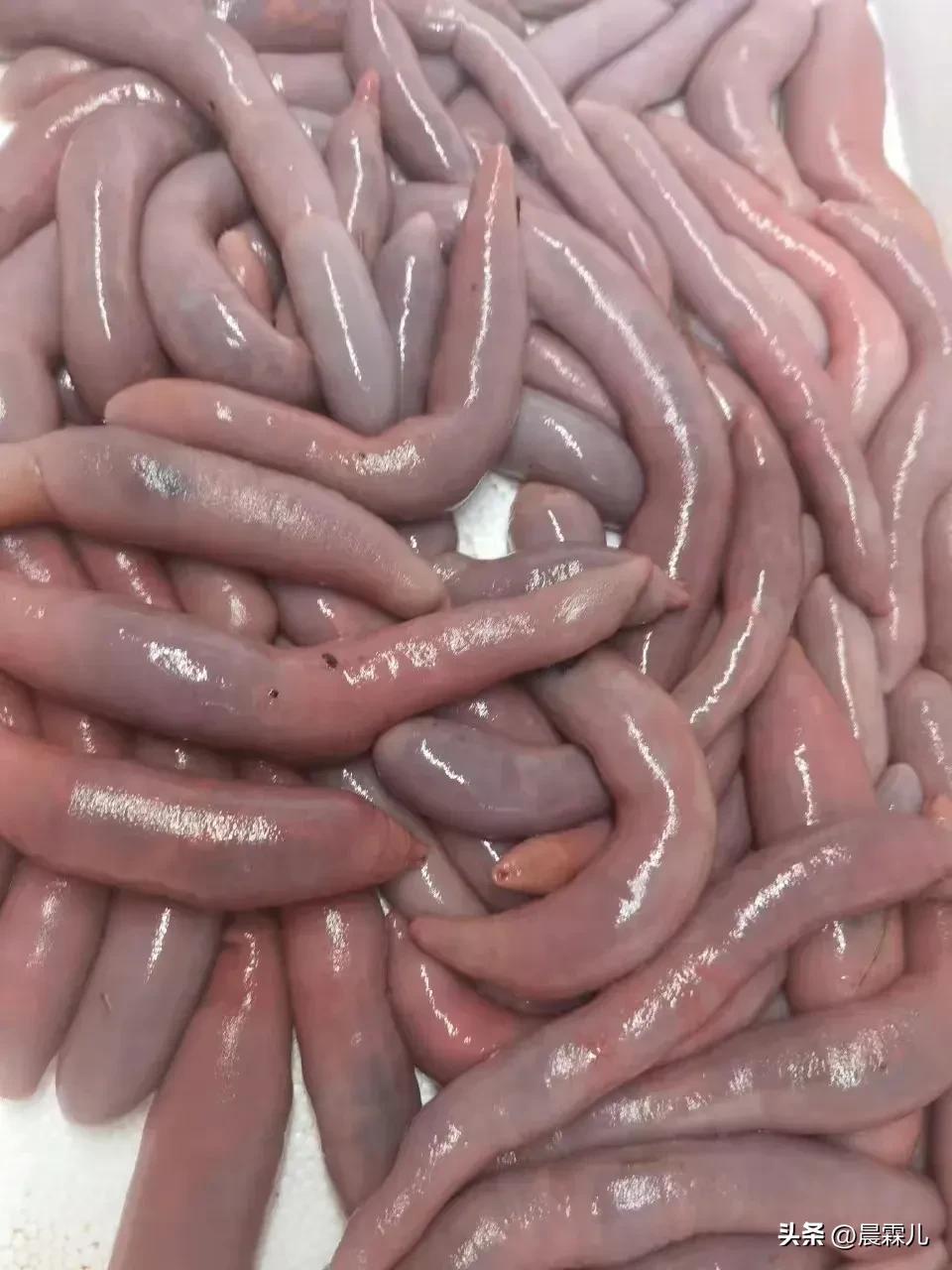 海肠的功效与作用(海肠的功效与作用是什么) - 盾灵网