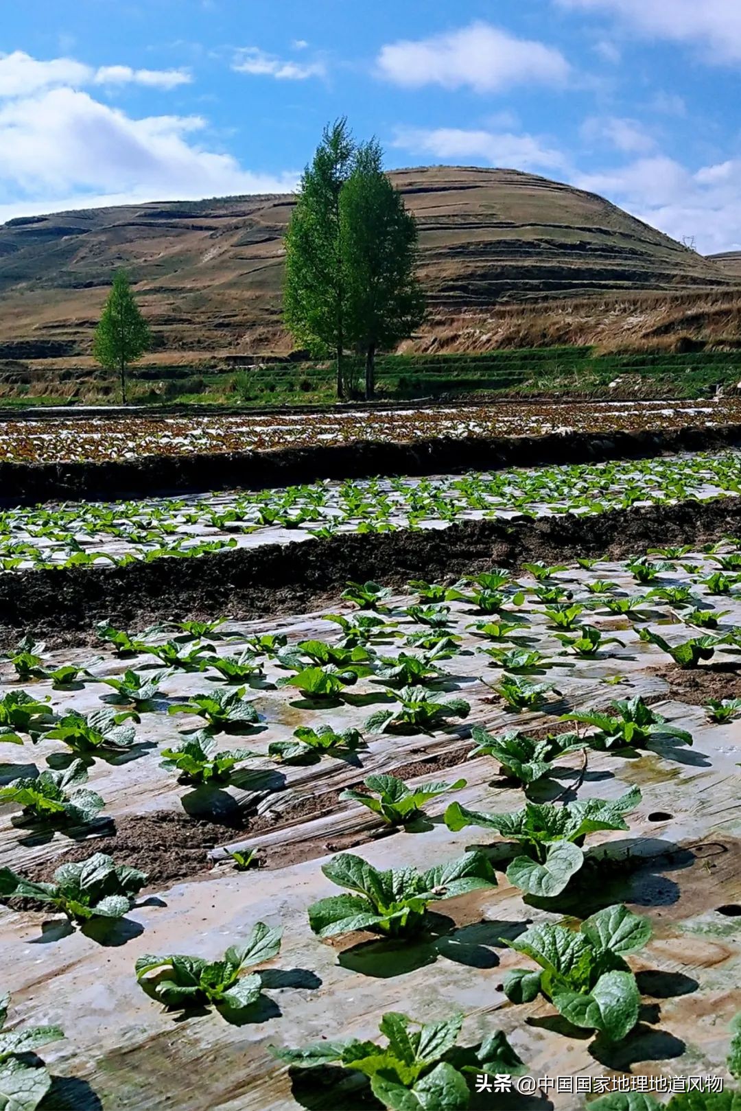 �й���͵����߲˴�ʡ��Ϊʲô�Ǹ��ࣿ