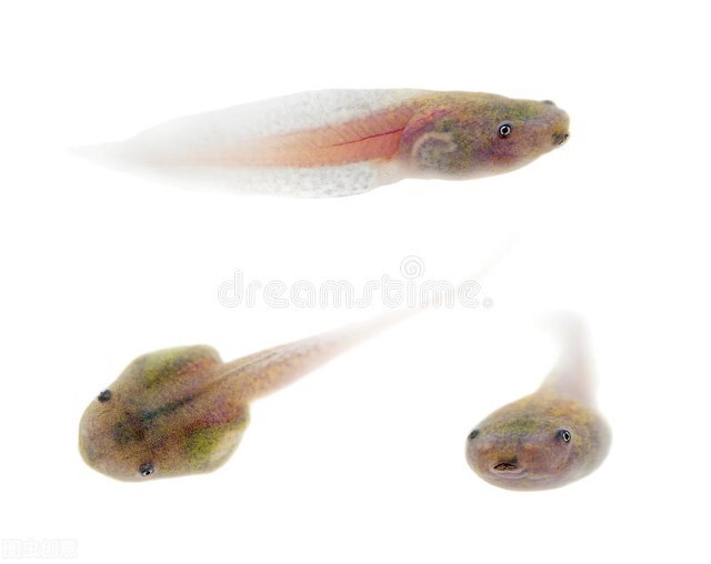 快速区分蝌蚪会长成青蛙还是蟾蜍