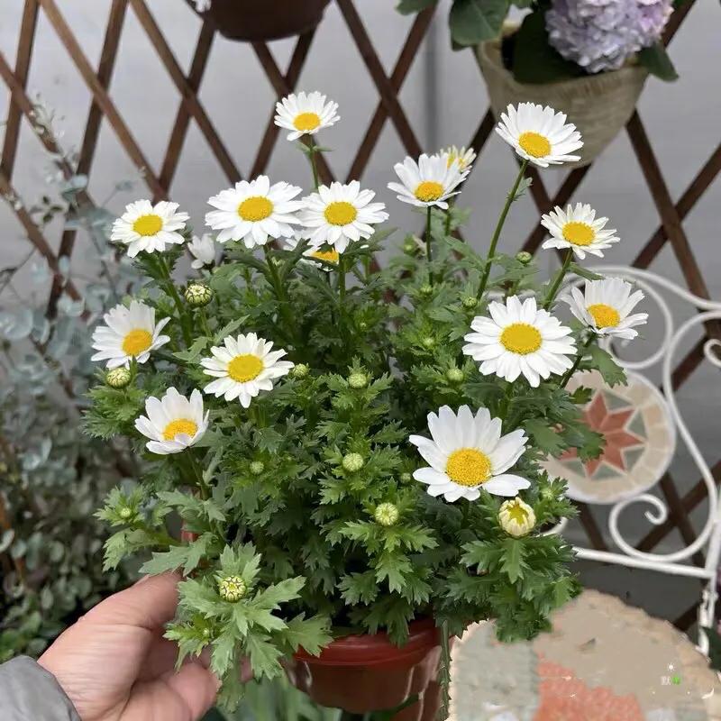 生日送什么花好（推荐12种对应的生日花）