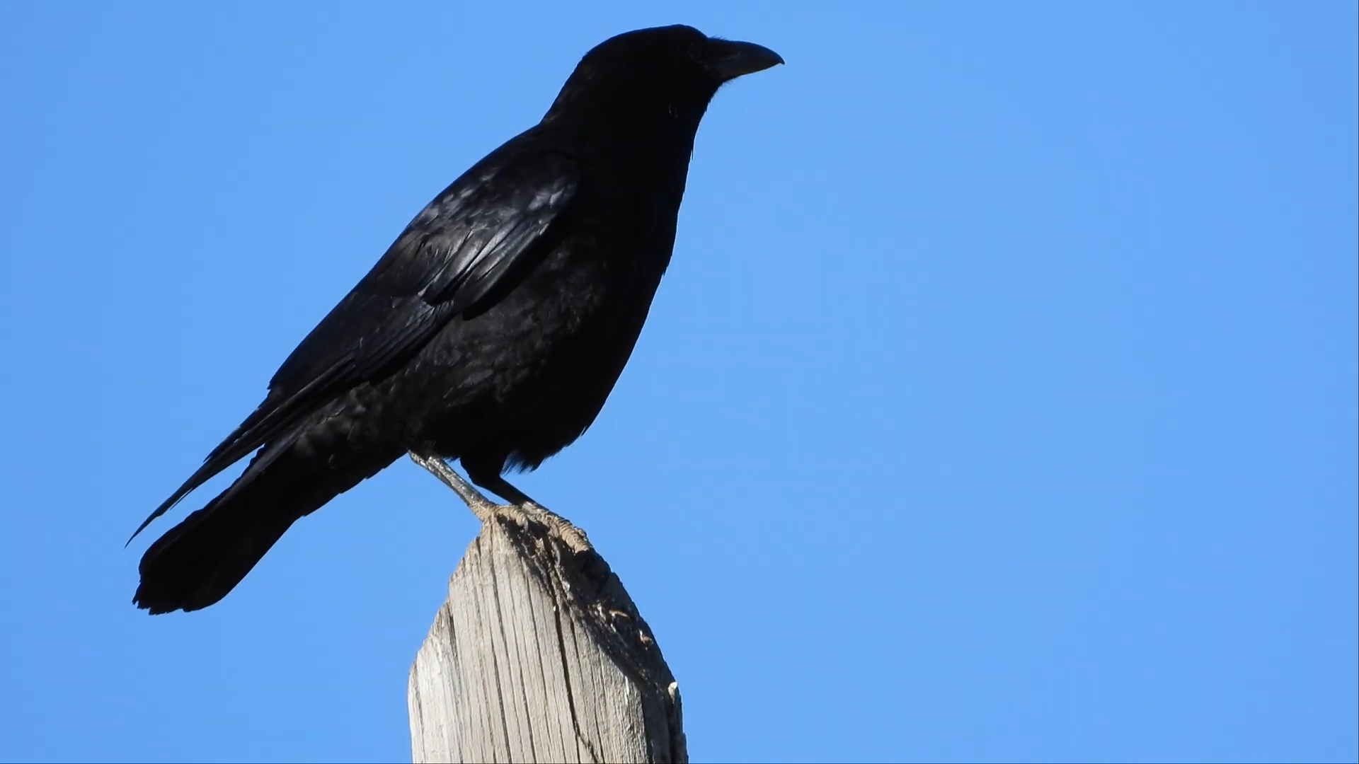 乌鸦居然是智商最高的鸟,可达人类3岁小孩水平,究竟咋回事?