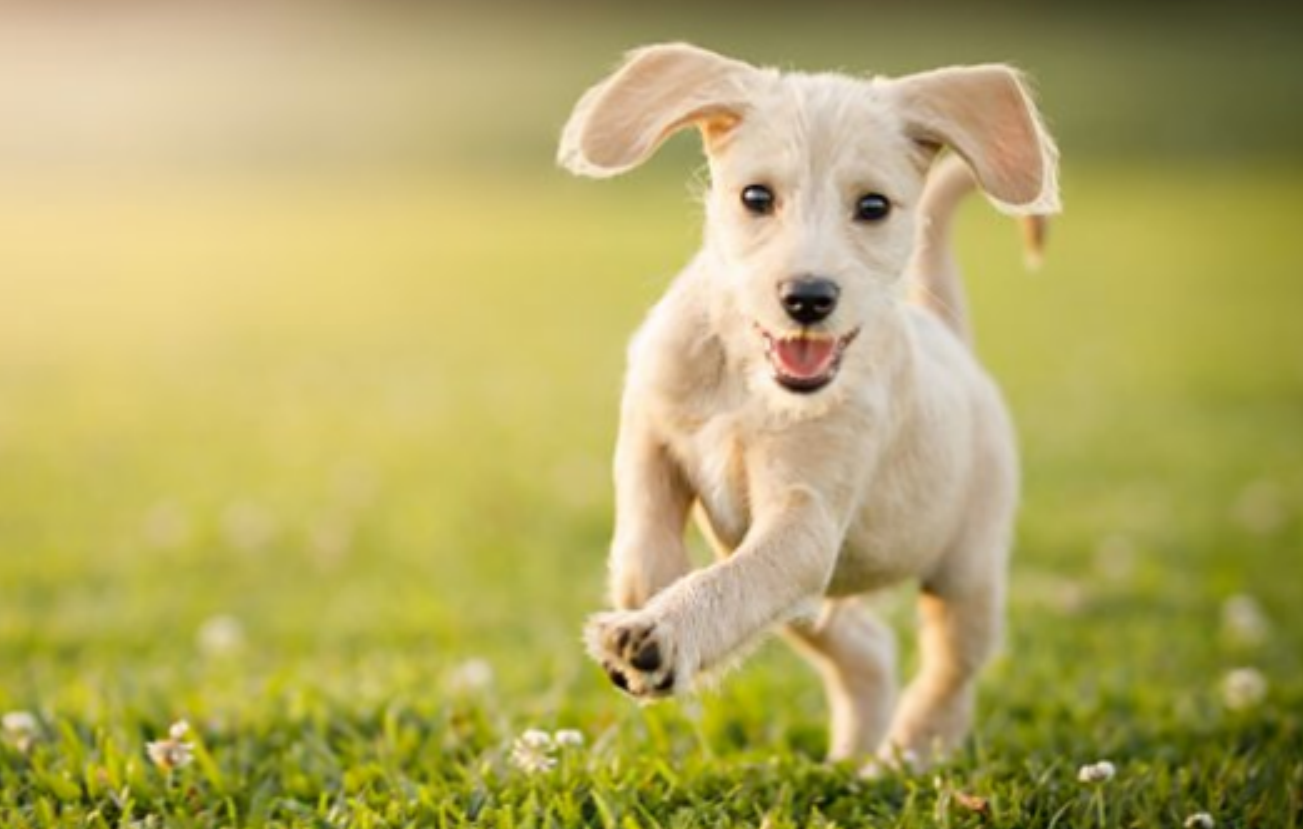 狗一见面，为什么会先“闻屁股”？狗屁股里到底有什么秘密？