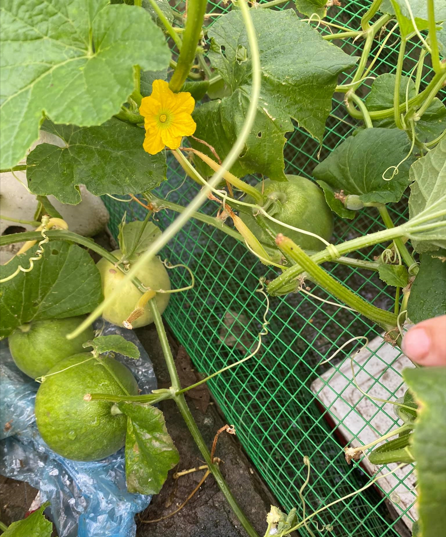 女厂长利用100平方米露台，投资3000块钱，种植了各种干净蔬菜