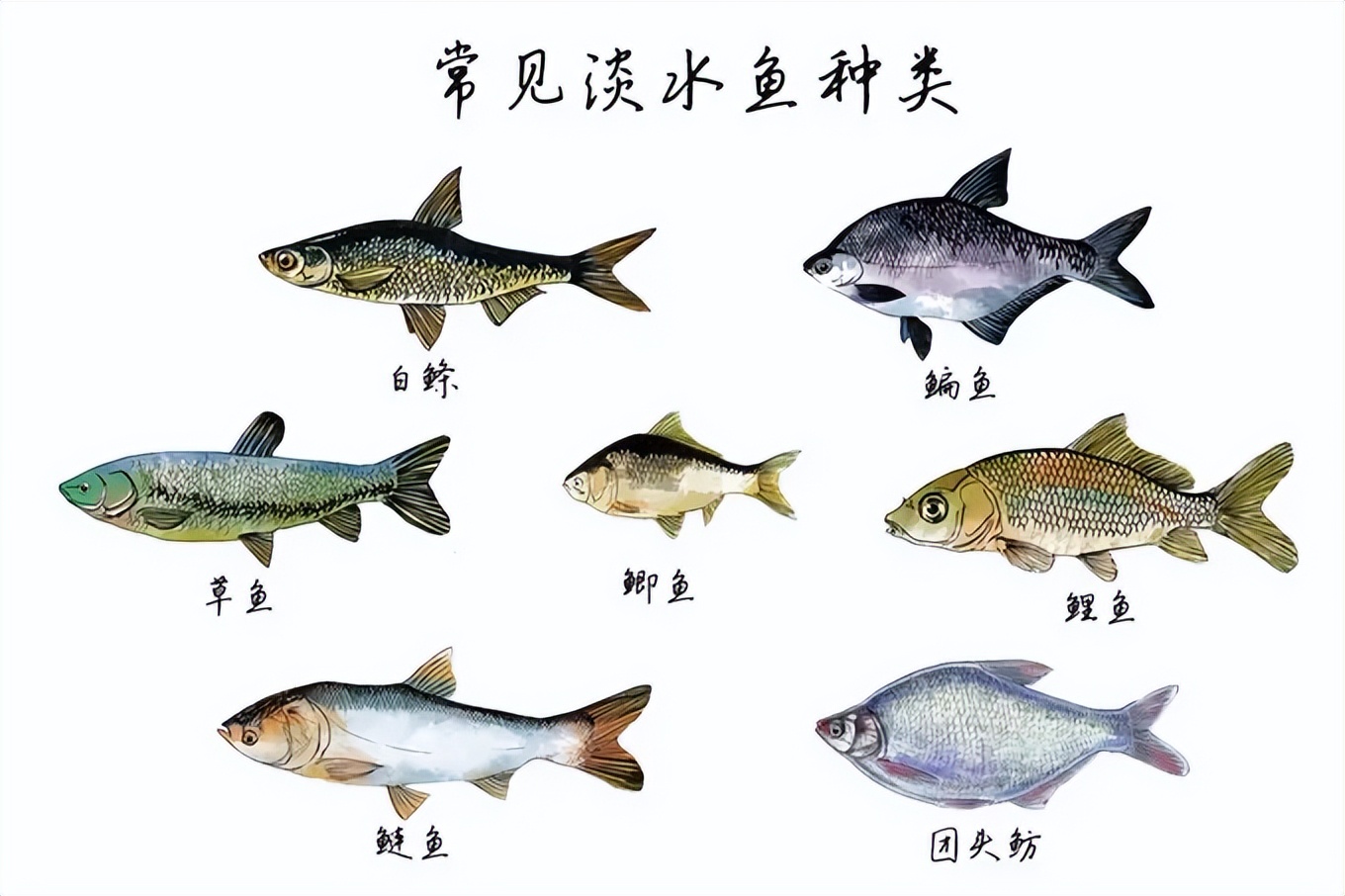 鱼用饲料添加剂的种类与选择