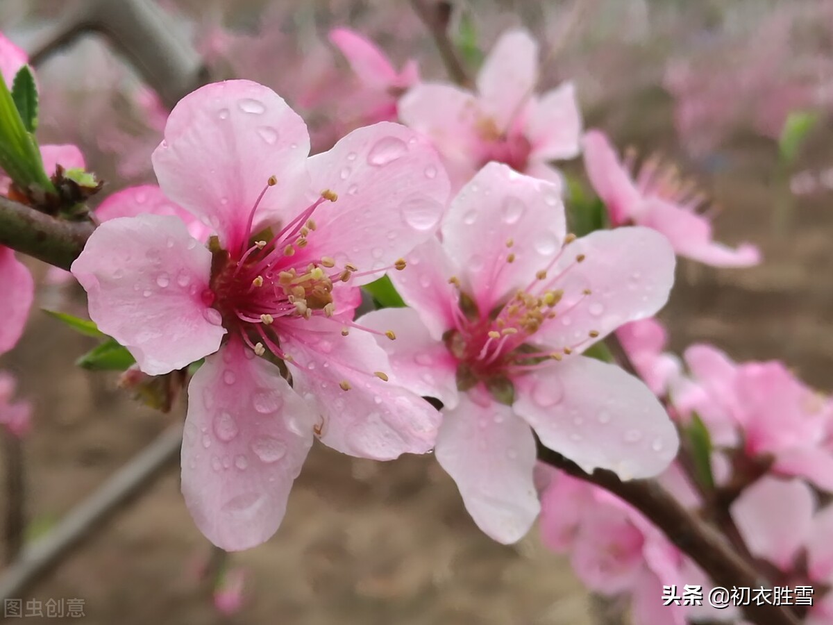 春分节气春雨美词四首：轻风细雨，惜花天气，相次过春分