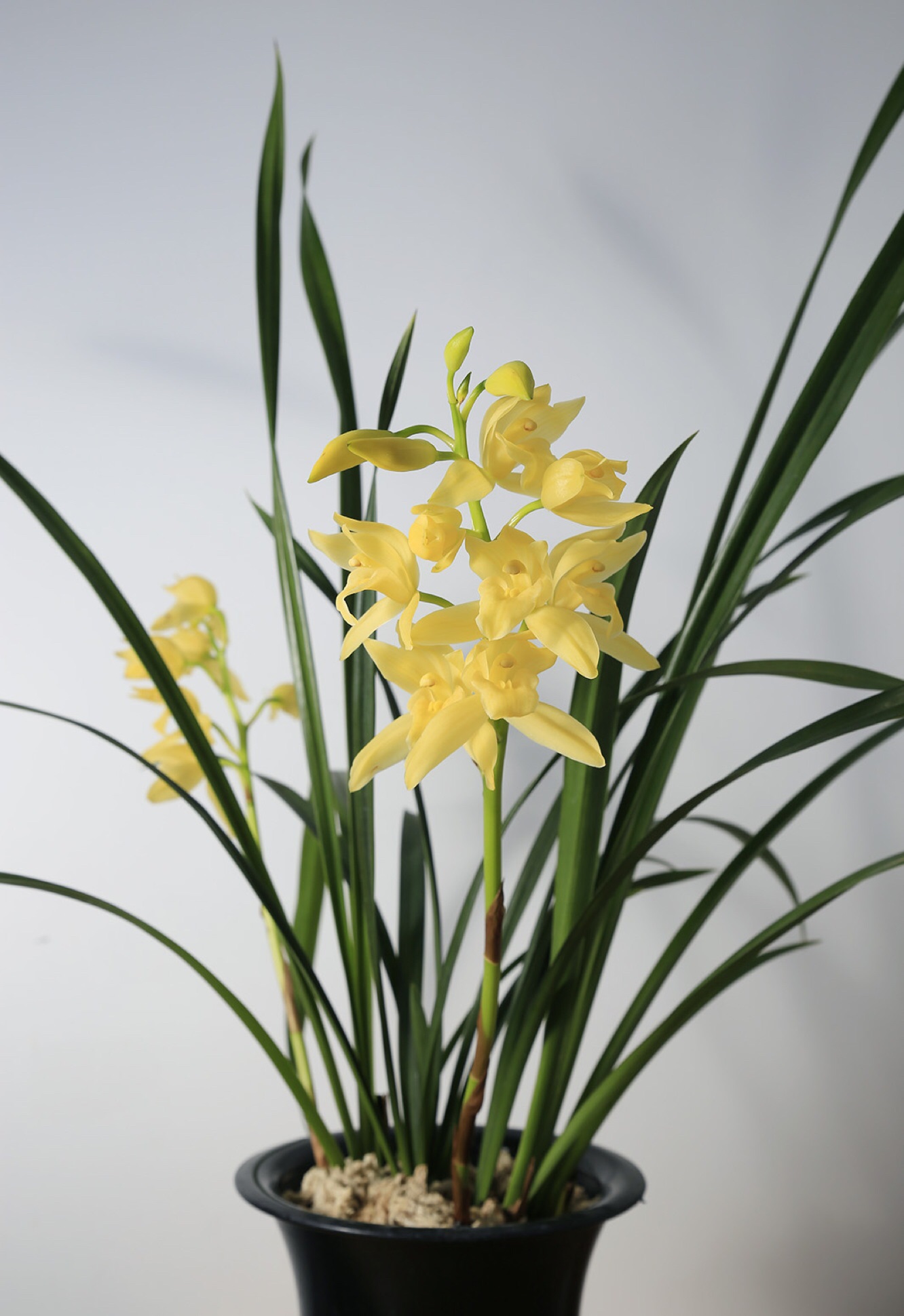 大花蕙兰价格,惠兰花价格_友友