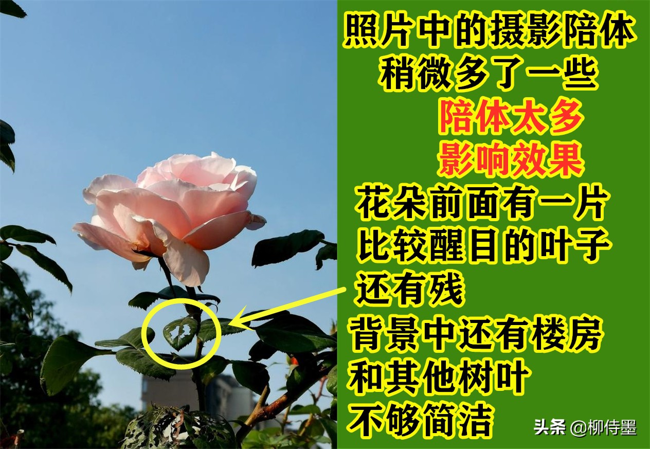 难怪照片不好看，这些拍照时的“坏习惯”，摄影新手经常犯