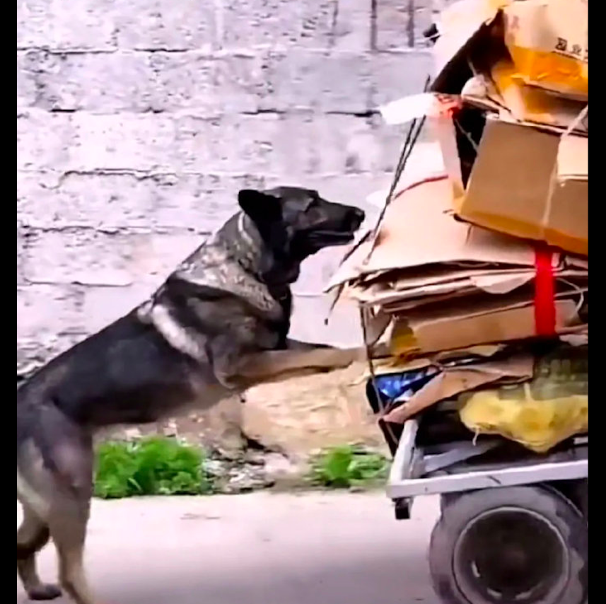 老爷爷在捡纸箱子时，狗狗还知道从后面帮忙推车，太懂事了吧