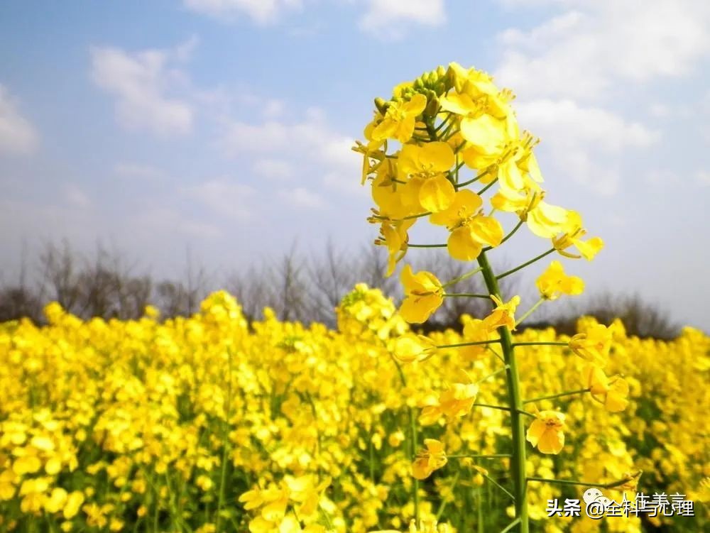 油菜花开的唯美句子：适合发圈的赏油菜花的说说心情