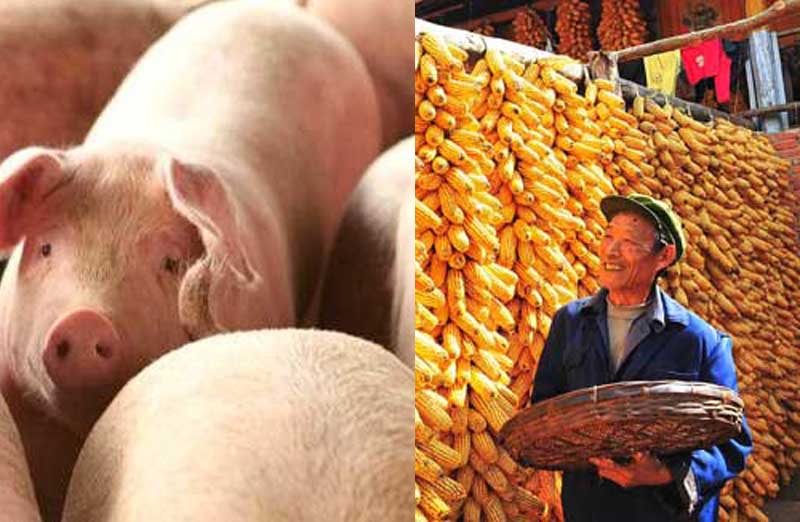 猪价、粮价预警：4月12日猪价跌势“变脸”，玉米“风险陡增”