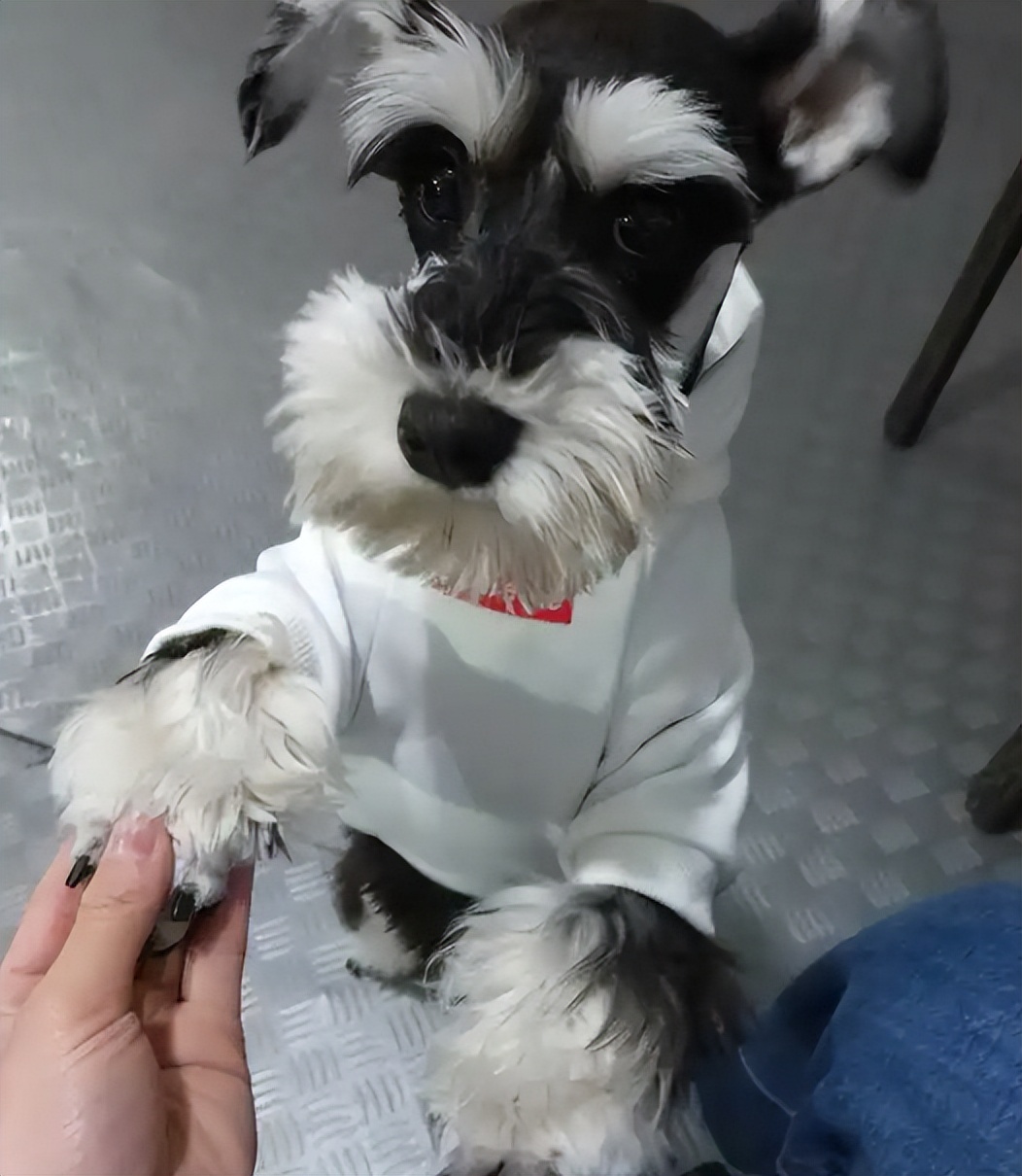 巨型雪纳瑞多少钱一只穷养篇