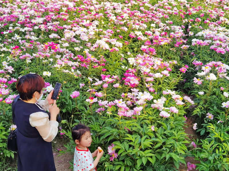 宁阳神童山下，芍药花开正艳