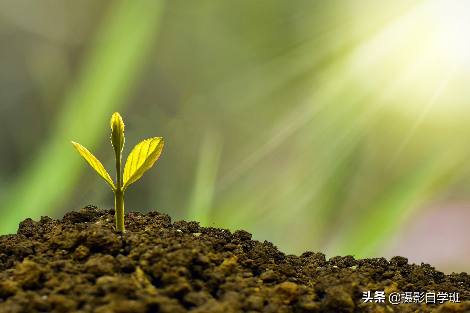 大自然的小细节，总会给你惊喜，用这8个摄影技巧拍下它们吧