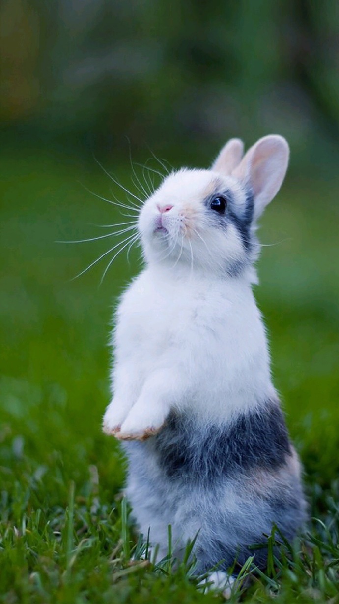最美兔子图片大全图片