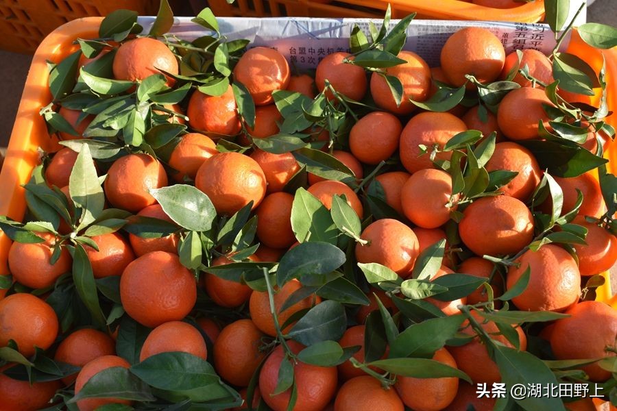 見(jiàn)證一個(gè)柑橘產(chǎn)業(yè)大村——鴉鵲嶺鎮(zhèn)云臺(tái)村回訪小記