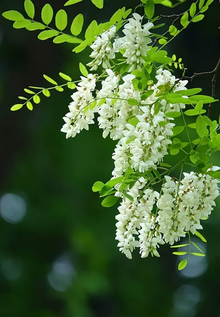 描写槐花的唯美句子