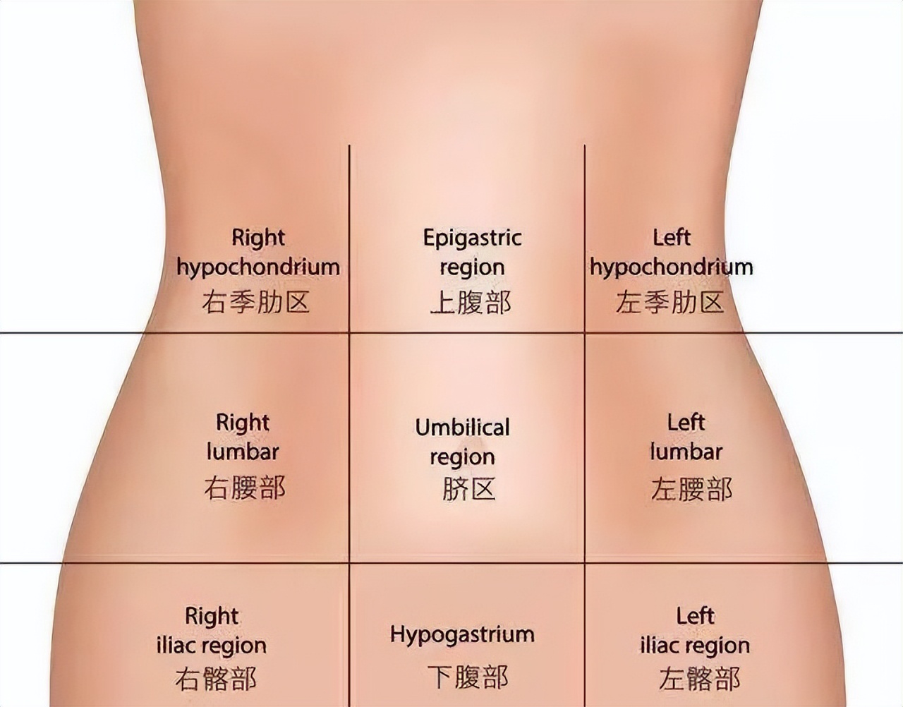 胸腹部位划分图图片