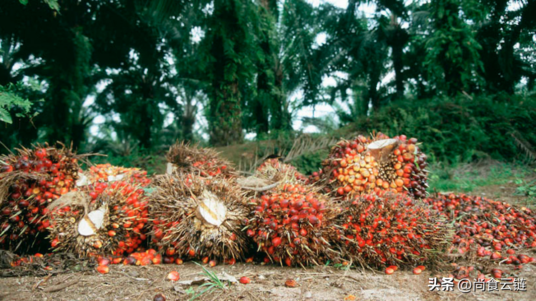 印尼的政策将再次改变，出口税将减少！棕榈油价格应声下跌