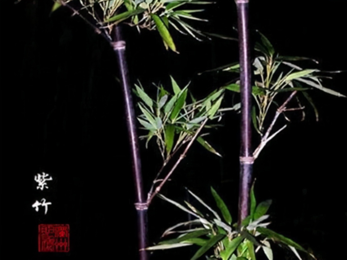 凤尾竹开花（盘点3种绝美可以养在室内的竹子）