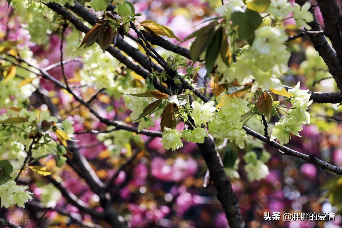 不畏将来，不念过往，就是时光最美的回应，愿悠长岁月，温柔安好