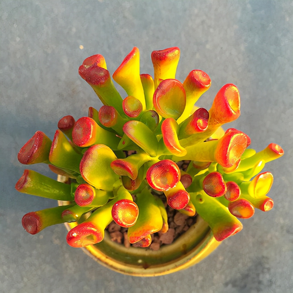 7种"如意花",客厅一放,快速爆棚,吸财又旺家