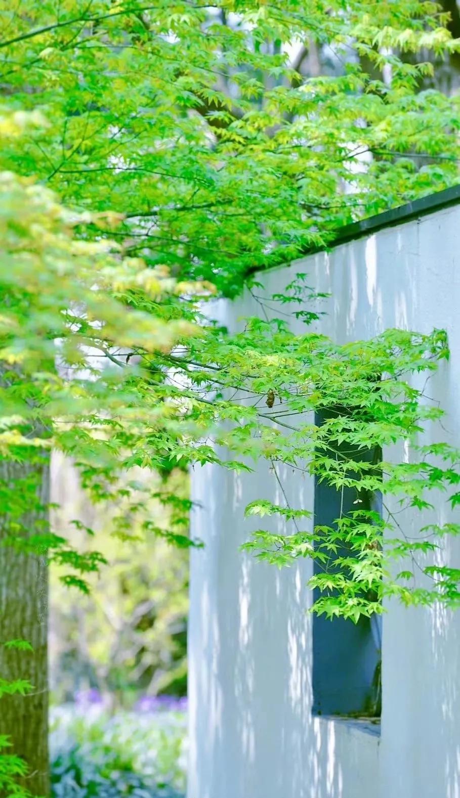 散文：四月，林花红，意芬芳，岁月牵风，人生幽韵长